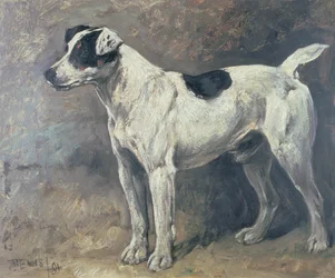 Een Jack Russell, 1891